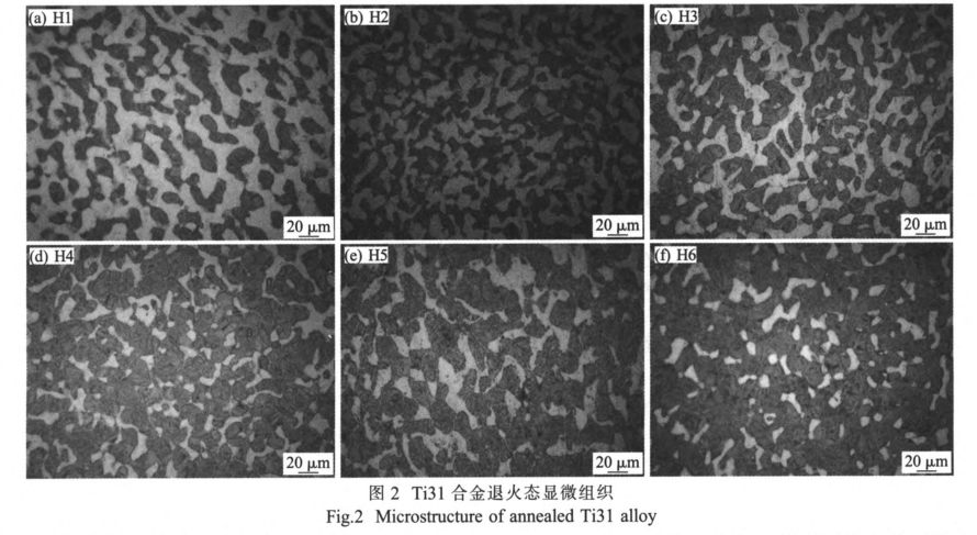 Ti31合金退火態(tài)顯微組織